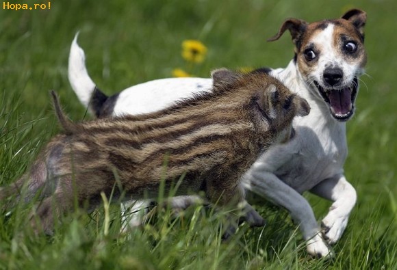 Animale - Hei, prietene, hai sa ne jucam...