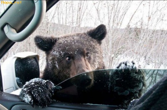 Animale - Spune-mi, te rog, asta-i drumul spre vizuina?