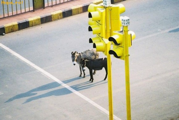 Animale - Facem o liniuta?