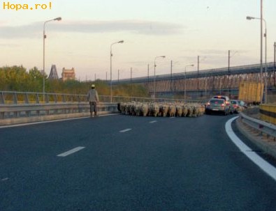 Din Romania - Pe autostrada in Romania: alaturi de turma de oi!