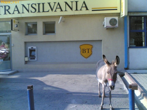 Animale - Parcul auto al Bancii Transilvania