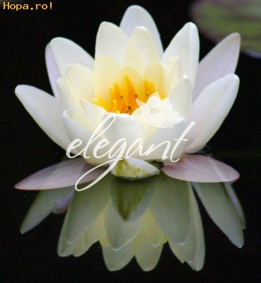 Flori - Elegant