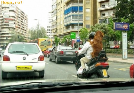 Animale -  Cu catzelul la plimbare