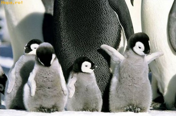 Animale - Happy feet