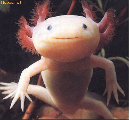 Animale - Axolotl