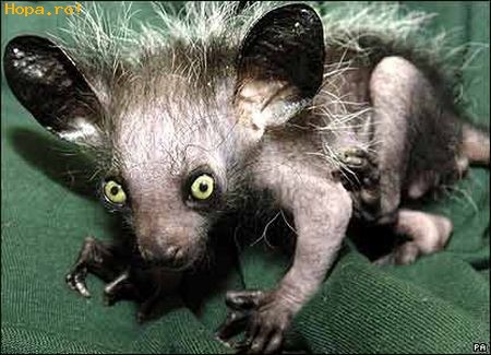 Animale - Aye-Aye