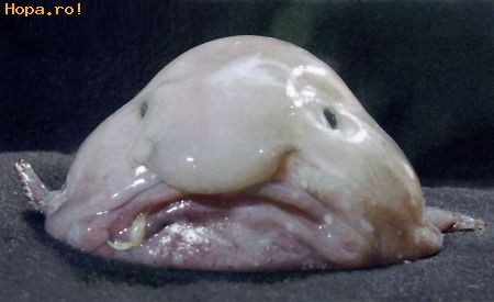 Animale - Blobfish