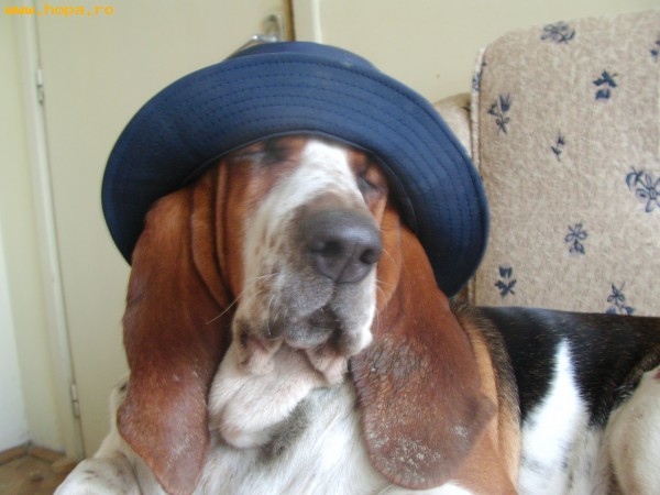 Animale - Lara- basset hound