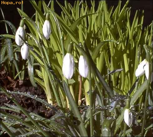 Flori - Ghiocei