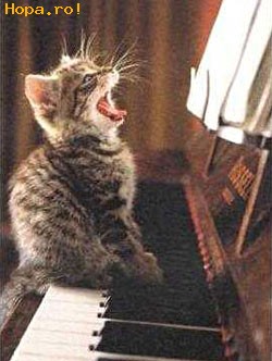 Animale - musical cat