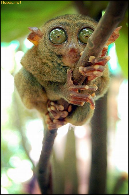 Animale - Tarsier