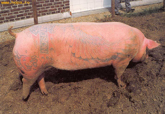 Animale - Tatoo