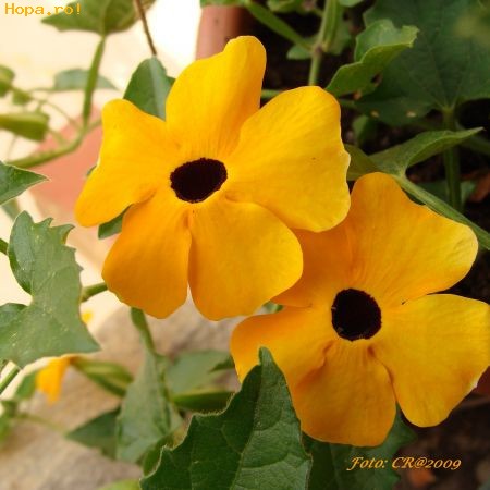 Flori - Thunbergia alata