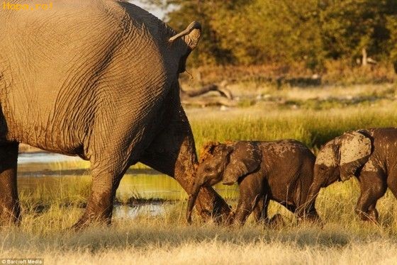 Animale - Trebuie s-o urmam pe mama orice ar fi