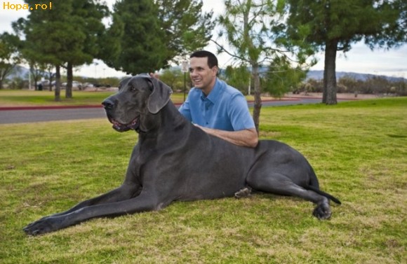 Animale - Cel mai mare câine din lume se află în Arizona