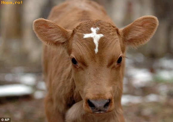 Animale - Vitelul cu stea in frunte