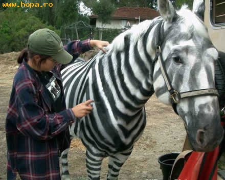 Animale - Cal sau zebra?