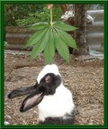 Animale - Un iepuras amator de marijuana