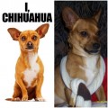 Animale - Asemanare dintre un chihuahua celebru si unu oarecare